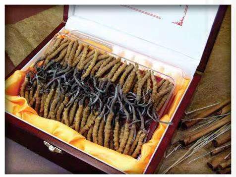 上犹冬虫夏草回收